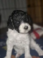 (Gwen) Parti phantom girl #2, a female Poodle - Multi-Colored Standard and Poodle - Standard  for sale in Vale, OR – Photo 6 of 7