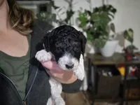 (Gwen) Parti phantom girl #2, a female Poodle - Multi-Colored Standard and Poodle - Standard  for sale in Vale, OR – Photo 2 of 7