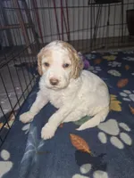 (Cupcake) apricot parti girl, a female Poodle - Multi-Colored Standard and Poodle - Standard  for sale in Vale, OR – Photo 2 of 5