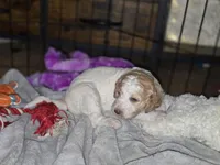 (Cupcake) apricot parti girl, a female Poodle - Multi-Colored Standard and Poodle - Standard  for sale in Vale, OR – Photo 5 of 5