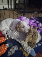 (Cupcake) apricot parti girl, a female Poodle - Multi-Colored Standard and Poodle - Standard  for sale in Vale, OR – Photo 3 of 5