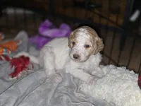 (Cupcake) apricot parti girl, a female Poodle - Multi-Colored Standard and Poodle - Standard  for sale in Vale, OR – Photo 4 of 5