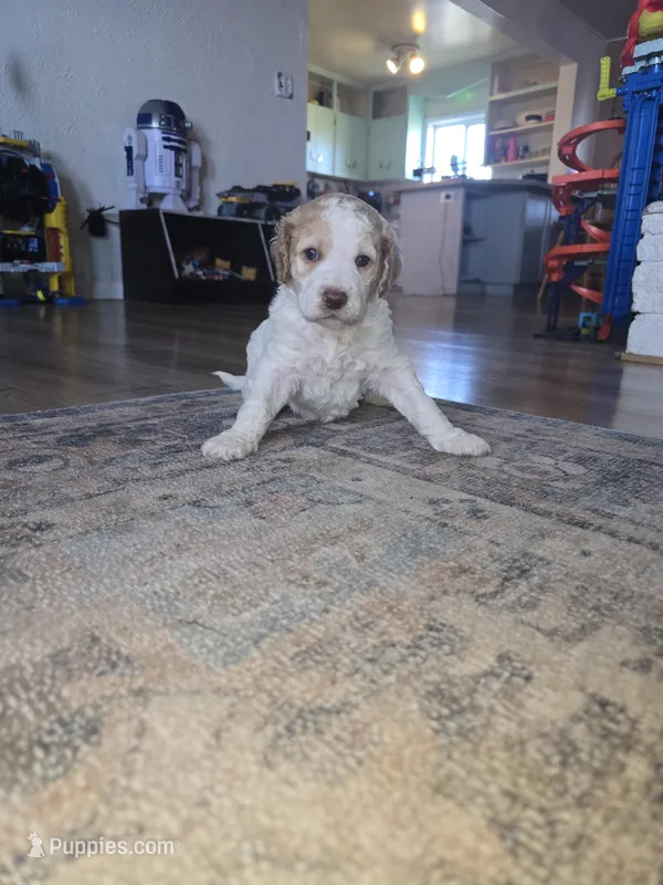 (Cupcake) apricot parti girl