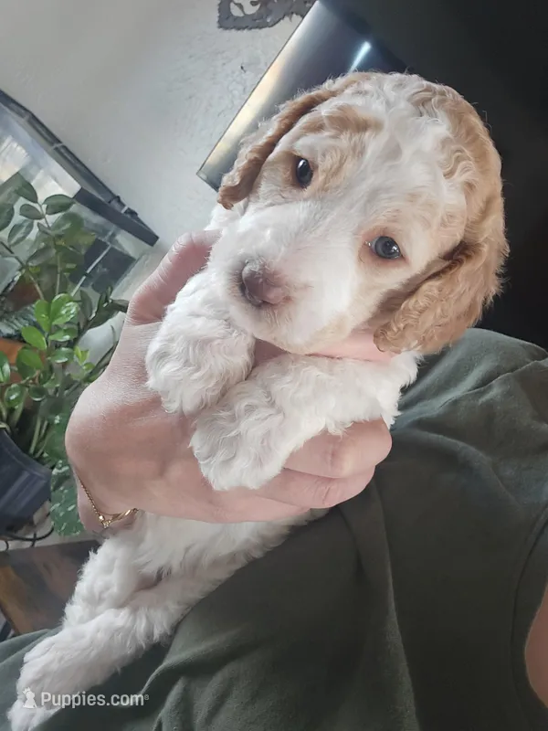 (Cupcake) apricot parti girl