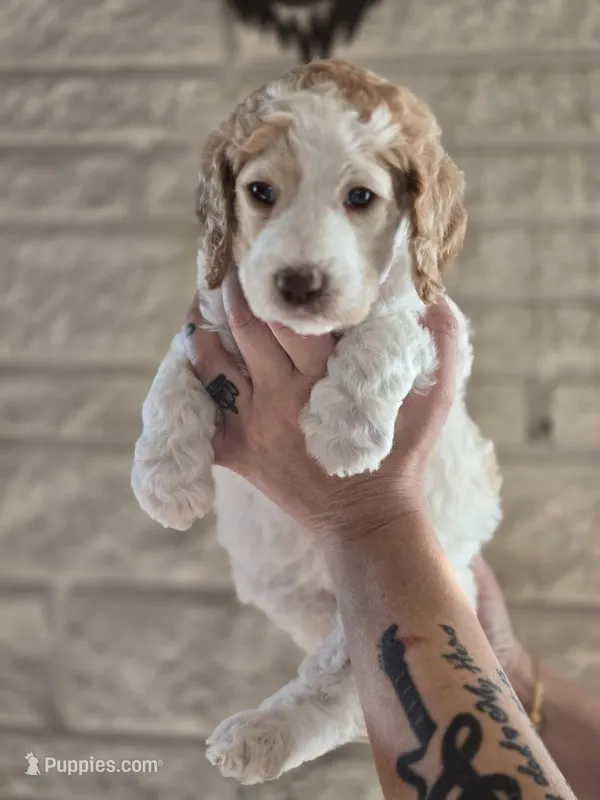 (Cupcake) apricot parti girl