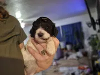 (Chi-chi) parti girl #1, a female Poodle - Multi-Colored Standard and Poodle - Standard  for sale in Vale, OR – Photo 1 of 4