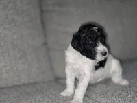 (Chi-chi) parti girl #1, a female Poodle - Multi-Colored Standard and Poodle - Standard  for sale in Vale, OR – Photo 3 of 4