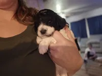(Chi-chi) parti girl #1, a female Poodle - Multi-Colored Standard and Poodle - Standard  for sale in Vale, OR – Photo 2 of 4