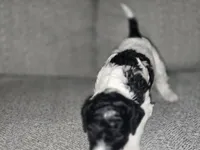 (Chi-chi) parti girl #1, a female Poodle - Multi-Colored Standard and Poodle - Standard  for sale in Vale, OR – Photo 4 of 4