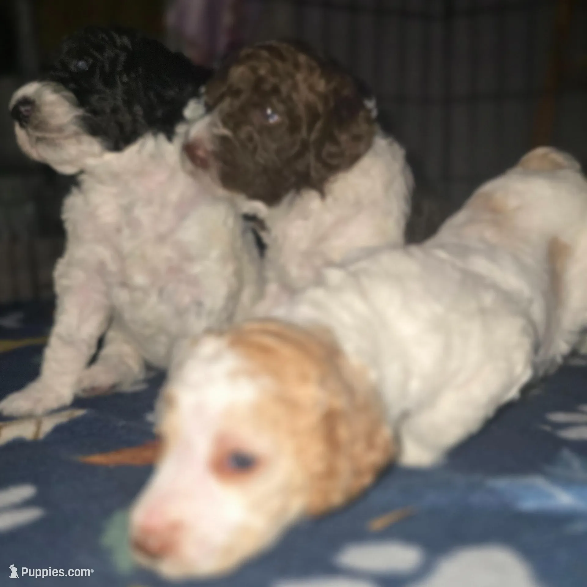 (Jenny) brown & white parti girl, a female Poodle - Multi-Colored Standard and Poodle - Standard  for sale in Vale, OR – Photo 2 of 7