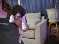 (Jenny) brown & white parti girl, a female Poodle - Multi-Colored Standard and Poodle - Standard  for sale in Vale, OR – Photo 5 of 7