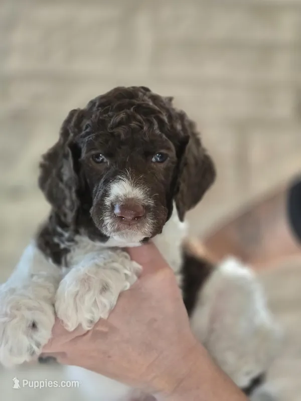 (Jenny) brown & white parti girl