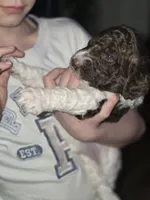 (Jenny) brown & white parti girl, a female Poodle - Multi-Colored Standard and Poodle - Standard  for sale in Vale, OR – Photo 6 of 7