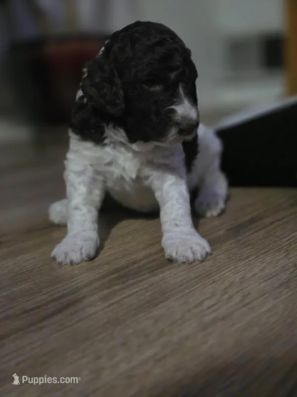 (Jenny) brown & white parti girl