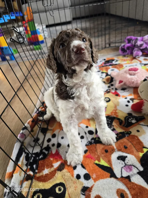 (Jenny) brown & white parti girl