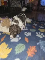 (Jenny) brown & white parti girl, a female Poodle - Multi-Colored Standard and Poodle - Standard  for sale in Vale, OR – Photo 3 of 7