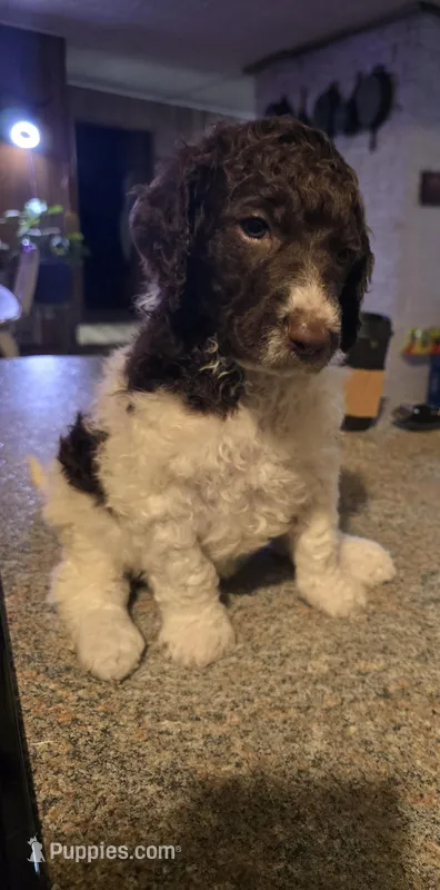 (Jenny) brown & white parti girl