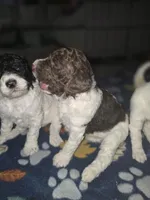 (Jenny) brown & white parti girl, a female Poodle - Multi-Colored Standard and Poodle - Standard  for sale in Vale, OR – Photo 7 of 7