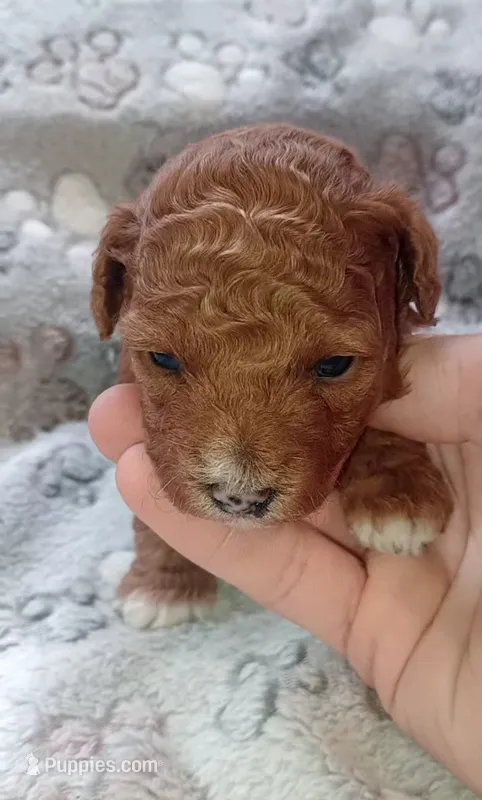 Lexa – Poodle - Toy  puppy for sale in Burr Oak, MI