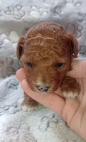 Lexa, a female Poodle - Toy  for sale in Burr Oak, MI – 1 of 2