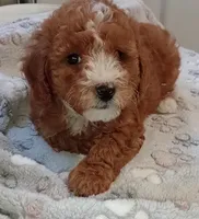 Zeus , a male Poodle - Toy  for sale in Burr Oak, MI – 4 of 4