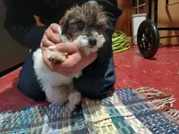 Rover, a male Poodle - Toy  for sale in Burr Oak, MI – Photo 2 of 3