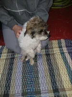 Rover, a male Poodle - Toy  for sale in Burr Oak, MI – Photo 3 of 3