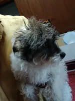 Rover, a male Poodle - Toy  for sale in Burr Oak, MI – Photo 3 of 3