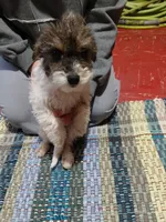 Rover, a male Poodle - Toy  for sale in Burr Oak, MI – Photo 1 of 3