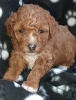 Rose, a female Poodle - Toy  for sale in Burr Oak, MI – Photo 1 of 3