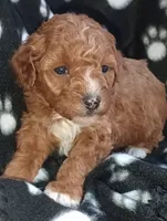 Rose, a female Poodle - Toy  for sale in Burr Oak, MI – Photo 2 of 3