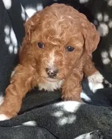 Rose, a female Poodle - Toy  for sale in Burr Oak, MI – Photo 3 of 3