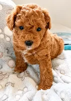 Max, a male Poodle - Toy  for sale in Burr Oak, MI – 1 of 3