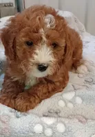 Zeus , a male Poodle - Toy  for sale in Burr Oak, MI – 3 of 4