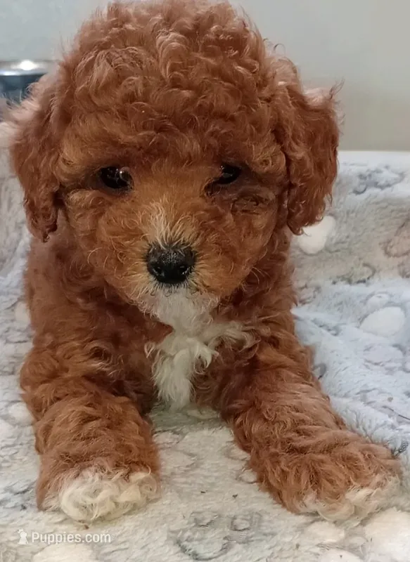 Lexa – Poodle - Toy  puppy for sale in Burr Oak, MI