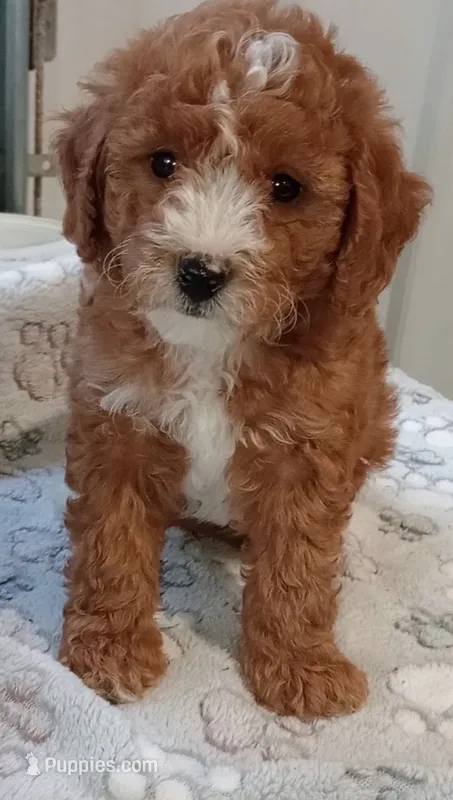 Zeus  – Poodle - Toy  puppy for sale in Burr Oak, MI