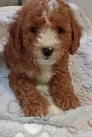 Zeus , a male Poodle - Toy  for sale in Burr Oak, MI – 2 of 4