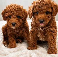 Max, a male Poodle - Toy  for sale in Burr Oak, MI – 3 of 3