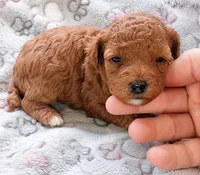 Ace , a male Poodle - Toy  for sale in Burr Oak, MI – 1 of 1
