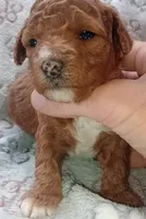 Lexa, a female Poodle - Toy  for sale in Burr Oak, MI – 2 of 2