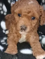 Ember, a female Poodle - Toy  for sale in Burr Oak, MI – Photo 1 of 4