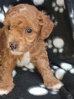 Ember, a female Poodle - Toy  for sale in Burr Oak, MI – Photo 3 of 4