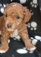 Ember, a female Poodle - Toy  for sale in Burr Oak, MI – Photo 4 of 4