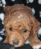 Ember, a female Poodle - Toy  for sale in Burr Oak, MI – Photo 2 of 4