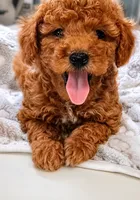 Max, a male Poodle - Toy  for sale in Burr Oak, MI – 2 of 3