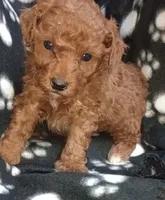 Rusty, a male Poodle - Toy  for sale in Burr Oak, MI – Photo 1 of 2