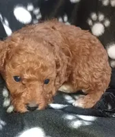 Rusty, a male Poodle - Toy  for sale in Burr Oak, MI – Photo 2 of 2