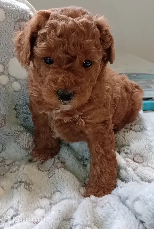 Ace  – Poodle - Toy  puppy for sale in Burr Oak, MI
