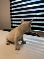 Snow, a male French Bulldog for sale in Las Cruces, NM – 2 of 8