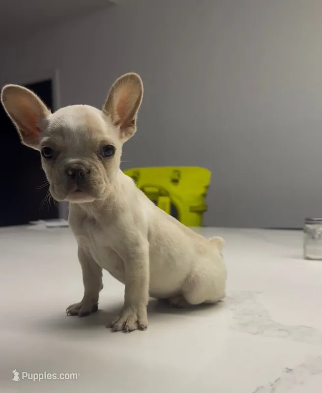Snow – French Bulldog puppy for sale in Las Cruces, NM